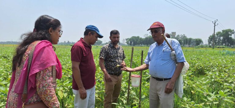 ৩৬ ধরনের পোকামাকড় আক্রমণ করে বেগুনে