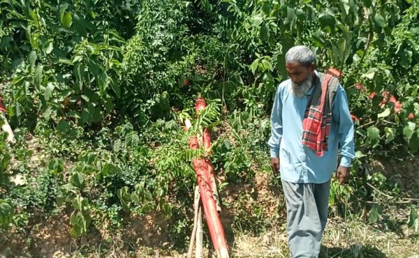 গোদাগাড়ীতে আমবাগানের শতাধিক গাছ কেটে সাবাড়, থানায় মামলা