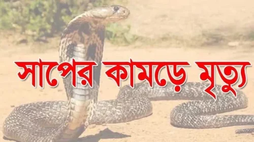 নিয়ামতপুরে বেড়াতে এসে সাপের কামড়ে শিশুর মৃত্যু